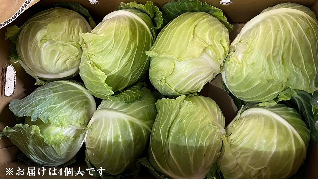 【7月中旬発送開始】 嬬恋キャベツ  嬬恋産 高原キャベツ4玉1ケース 旬の野菜 きゃべつ 産地直送 群馬 お取り寄せ 野菜 セット Lサイズ ZIP! 先行予約 2026年発送 [AS002tu]
