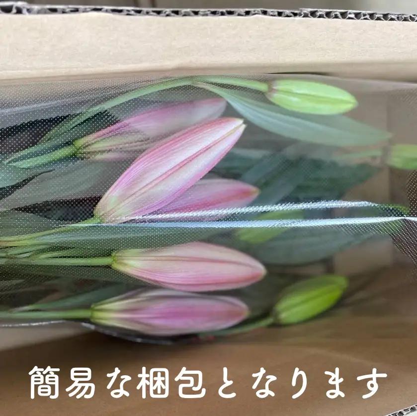 花・ゆり／京都・京丹後オリエンタルユリ　色お任せ5~6本（20～25輪）（2026年11月下旬～発送）ユリ切花・ユリ花束