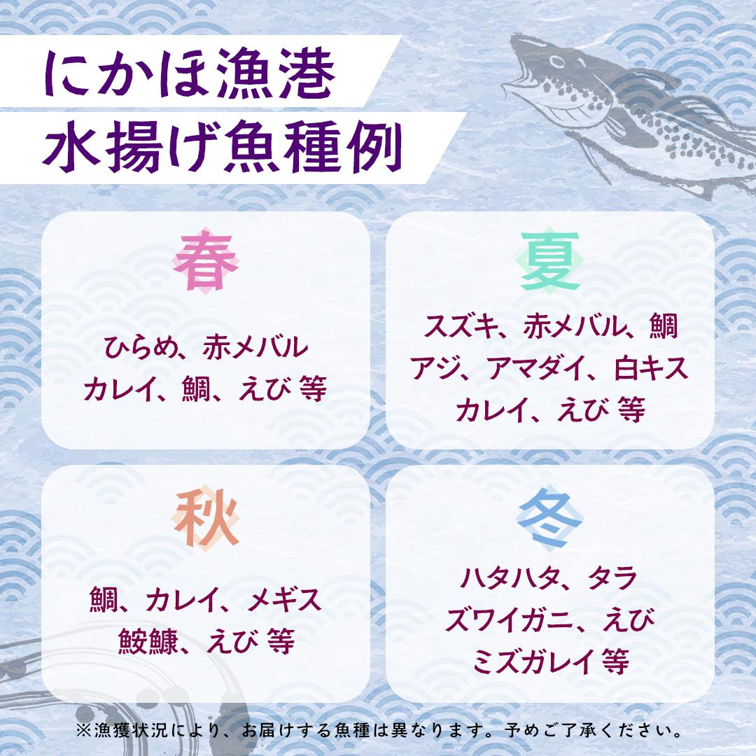 鮮魚 冷蔵 クール便「 開けたらすぐ食べられる下処理済み 海産物 2～3人前 セット 」さとう鮮魚店【 パック 詰め合わせ 海鮮セット 鮮魚ボックス 海鮮 海の幸 魚介 魚介類 刺身 切り身  秋田県 にかほ 】
