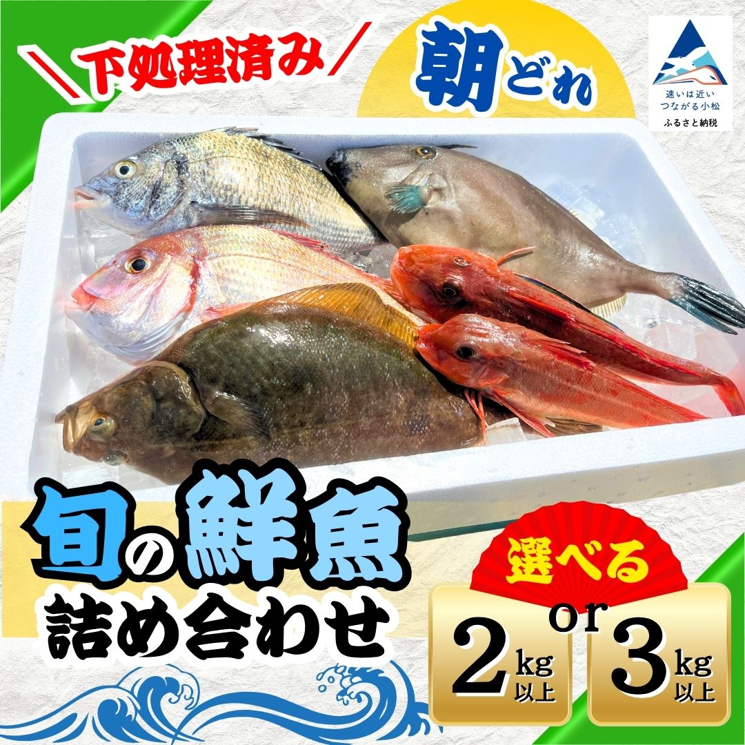【ふるさと納税】【下処理済み】 朝どれ 旬の鮮魚 詰め合わせ 選べる容量 2kg以上 / 3kg以上 (3~5種) 下処理済 朝捕れ 産地直送 詰合せ 天然 鮮魚便 水揚げ 海鮮 魚介 新鮮 魚 詰め合わせ セット 国産 おまかせ 石川県 小松市 020049 石川県漁業協同組合小松支所