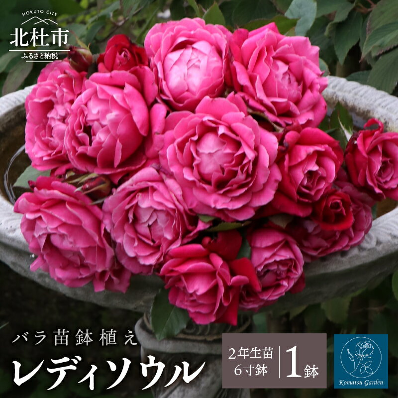 【ふるさと納税】 バラ 苗 1鉢 四季咲き 鉢植え 花 レディソウル 6寸鉢 2年生苗 ガーデニング 初心者 母の日 父の日 送料無料