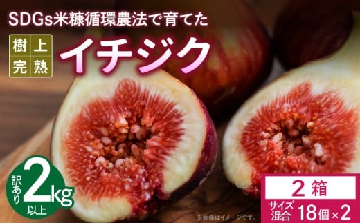 SDGs米糠循環農法で育てた樹上完熟イチジク　訳あり品1キロ以上（サイズ混合18個）×2箱【産地直送2025年8月より順次出荷】_SDGs 米糠循環農法 樹上完熟 イチジク 訳あり品 サイズ 混合 18個 1箱1キロ 以上 計 2箱 農家直送 露地栽培 桝井ドーフィン ドライフルーツ ジャム スムージー スイーツ 果物 福岡県 久留米市 酒見農産 お取り寄せグルメ お取り寄せ 送料無料_Gv043