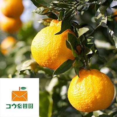 コウ果樹園「しらぬい」たっぷり5kg【C33−23】【1052369】