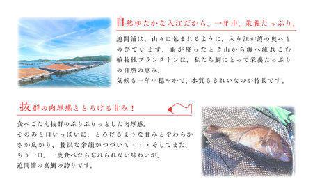 （冷蔵）【２尾】ジュワっと旨み溢れるブランド真鯛 スキンレス 皮あり ／ はさま あなたに逢い鯛。 鯛 真鯛 刺身 しゃぶしゃぶ 鯛めし 三重県 南伊勢町 伊勢志摩