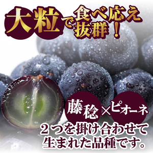 【ふるなび限定】〈2026年度配送分〉ブラックビート 2房（約1.0kg）　FN-Limited-SP