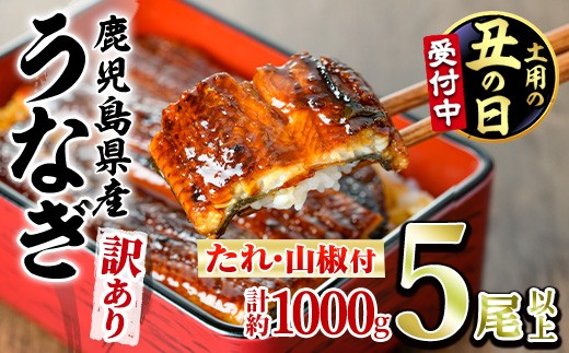 
                  ＜丑の日発送も選べる！＞＜訳あり＞東串良町のうなぎ蒲焼(無頭)(5尾以上・計約1kg・タレ、山椒付) うなぎ 高級 ウナギ 鰻 国産 蒲焼 蒲焼き たれ 鹿児島 ふるさと 人気【アクアおおすみ】
                