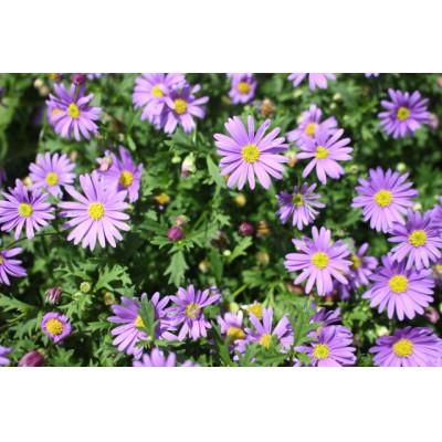 ふるさと納税 美作市 早春を飾る花苗セット【4月発送】　12ポット |  | 01