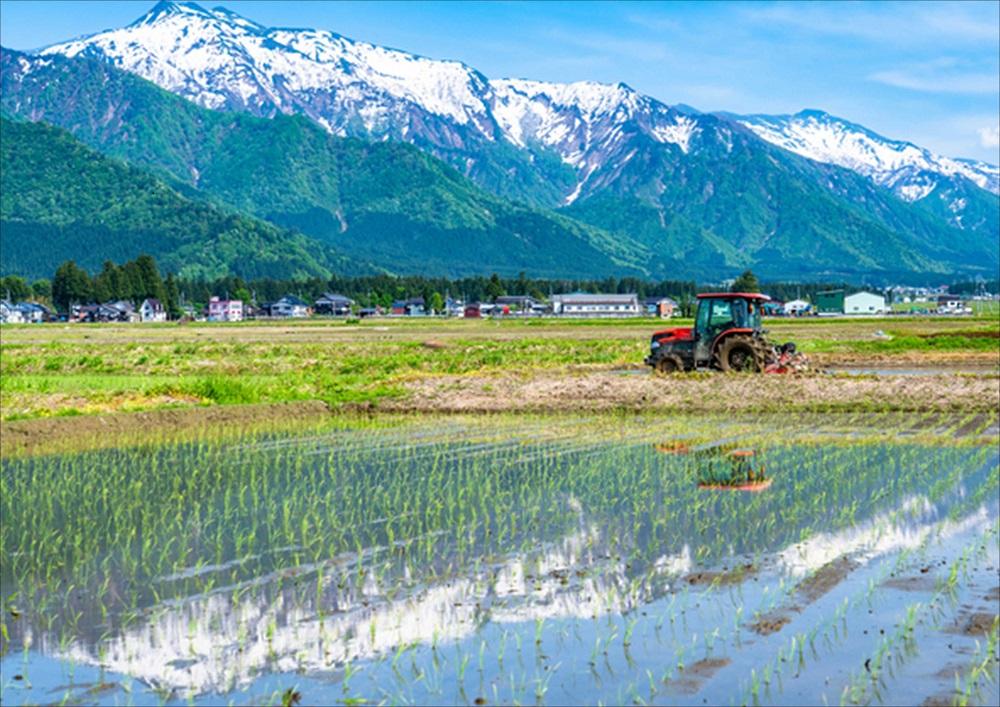 【3ヶ月連続お届け】南魚沼産コシヒカリ　5kg　新潟県　南魚沼　南魚沼産　こしひかり　米　お米