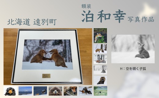 額装　写真作品【H：空を覗く子狐】野鳥 自然 動物 鳥 写真 北海道 遠別町　【泊和幸】