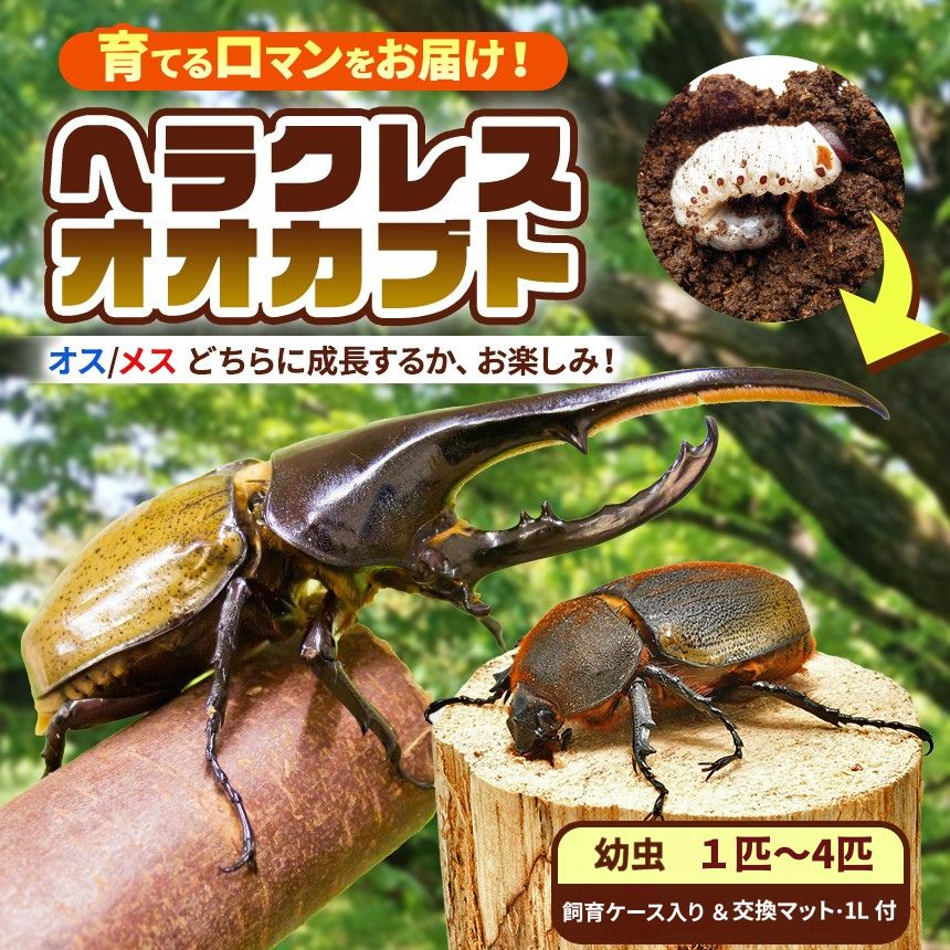 【ふるさと納税】【 先行予約 】 ヘラクレスオオカブト 幼虫 1匹 ～ 4匹 【 2令後期 〜 3令初期 】（交換マット・1袋付） | ヘラクレスヘラクレス カブトムシ かぶとむし カブトムシの大様 飼育セット プレゼント 生体 マット付 昆虫 自由研究 観察 飼育 千葉 君津市 きみつ