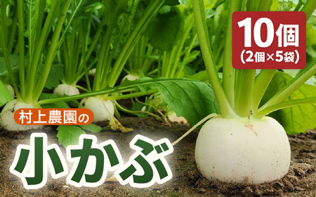 【期間限定】福井県坂井市三国町 村上農園産 小かぶ5パック入り（2玉×5袋）【かぶ カブ 蕪 野菜 鍋 新鮮 産地直送 贈答 ギフト】 [B-16501]