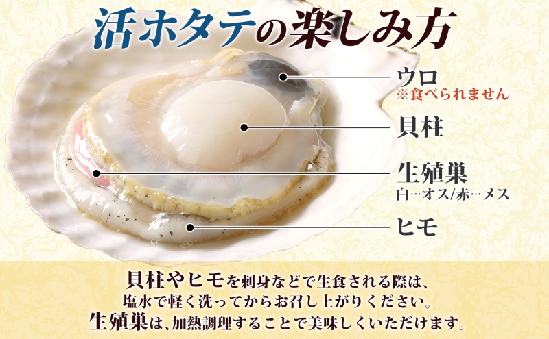 北海道産 活ほたて 2年貝 約 2kg 15枚～22枚 2026年1月中旬～2月上旬頃お届け 殻付き 貝付き 帆立 ホタテ ほたて 貝 魚介 海産 海鮮 貝柱 噴火湾 刺身 焼き フライ 生産者支援 