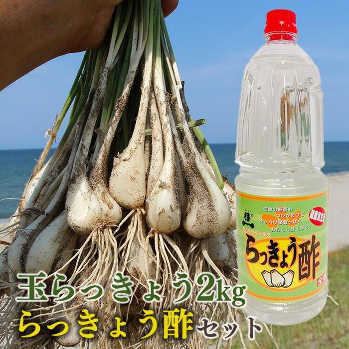 【ふるさと納税】328.【先行予約】朝堀り玉らっきょうと老舗のらっきょう酢セット ※5月中旬～6月下旬頃に順次発送予定 | らっきょ らっきょう 漬物 鳥取県 北栄町 おすすめ 人気 送料無料