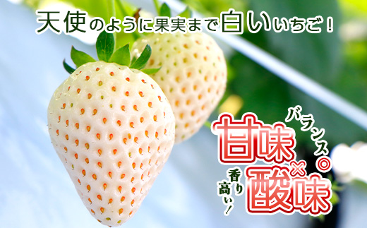 【完熟収穫】いちご　紅白セット　もういっこ　天使のいちご　250g×2パック　【04324-0205】