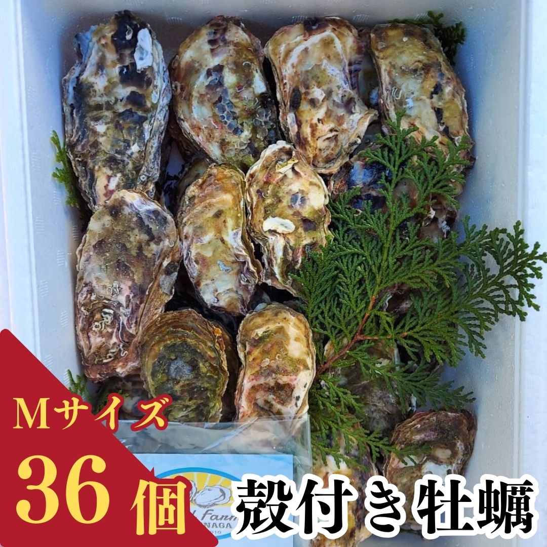 【ふるさと納税】 牡蠣 冷蔵 かき 36個 加熱用 殻付き Mサイズ 料理 カキフライ オイスター おつまみ お弁当 おかず 惣菜 グラタン BBQ バーベキュー 魚介 海鮮 お中元 お歳暮 牡蠣鍋 シェルファームみつなが 伊勢 志摩 三重県 南伊勢町 20000円 20000円以下 2万円以下