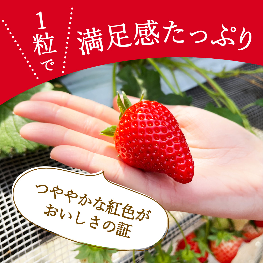 伊万里産「いちごさん」 250g×4 パック ～鶴田農園～ 046-B832