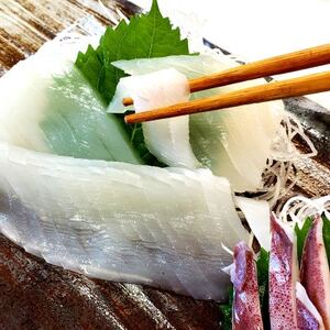 朝とれ白イカ(生・冷蔵)約1.5kg(5-8杯程度入)　半分は刺身用に下処理、半分は丸のままで【配送不可地域：離島・北海道・沖縄県・東北】【1114070】