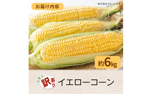 ＜先行予約！2027年6月上旬以降順次発送予定＞＜訳あり・家庭用＞イエローコーン(約6kg) 【man114-B】【Aglio nero】