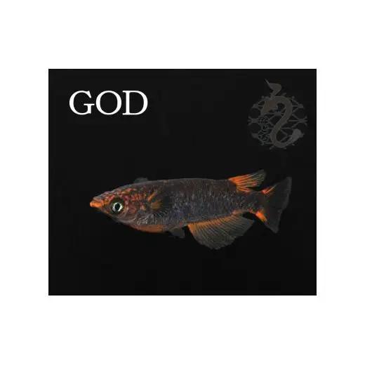 メダカ「GOD」2ペア