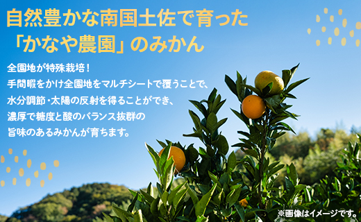 訳あり(家庭用) サイズお任せ 早生みかん 5kg 3S～Mサイズ be-0099