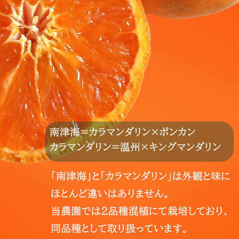 【2027年4月中旬から発送】南津海・カラマンダリン約2.5キロ 大中小サイズ混合 家庭用B品合 | 柑橘 松山市産ミカン みかん 果物 くだもの ミカン 蜜柑 フルーツ おすすめ 小玉みかん お取り