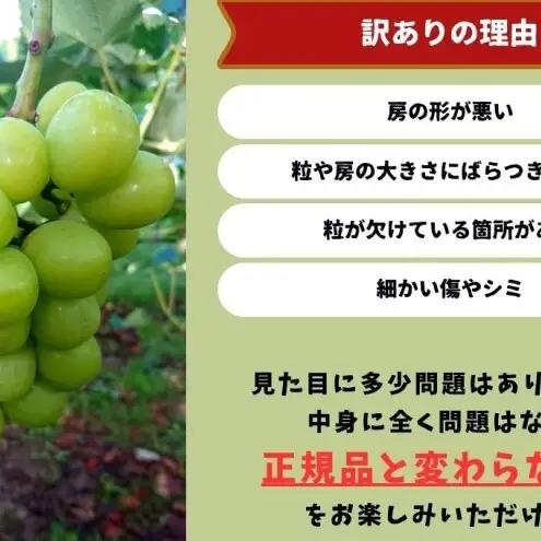 訳あり シャインマスカット 2房 合計1.1kg以上 産地直送 朝採れ ぶどう 葡萄 シャイン マスカット 岡山 Kawahara Green Farm 岡山県産 2026年 