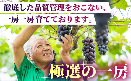 【2026年発送先行予約】ピオーネ or Sブラック 800g（2房）【合同会社 社方園】熊本県産 国産 Sブラックぶどう ピオーネ葡萄 [ZBZ002]