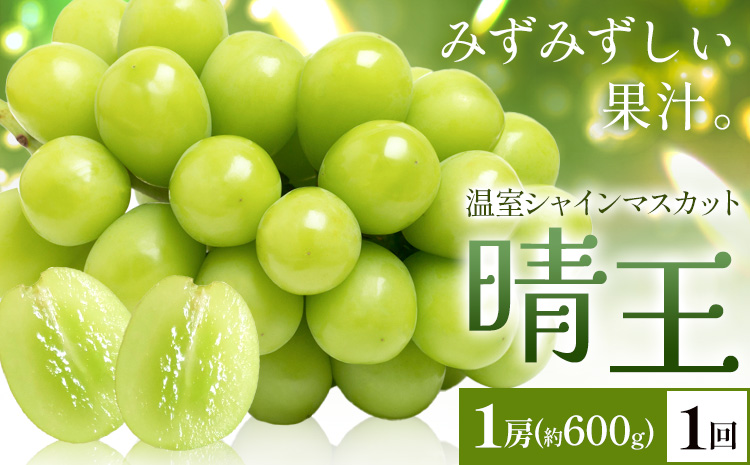 【2026年発送先行予約】シャインマスカット 温室 晴王 1房(約600g) 1回お届け シャイン マスカット《2026年7月中旬-8月中旬頃出荷》晴レ乃青果　(岡山中央卸売市場店(富士紙工 有限会社)) 送料無料 岡山県 浅口市 フルーツ 果物 岡山県産【配送不可地域あり】