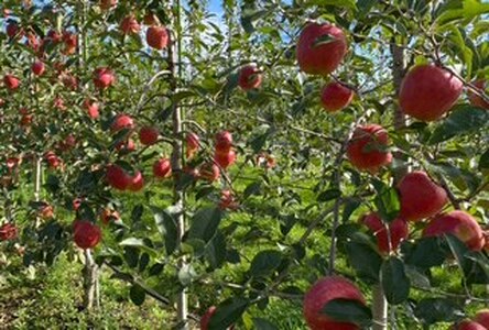 シャキ　シャキ　貯蔵りんご　奥州ロマン　約2.5㎏　スマートフレッシュ｜りんご 林檎 フルーツ 果物 奥州ロマン 貯蔵 こだわり シャキシャキ 伊那 ふるさと納税 信州 長野県