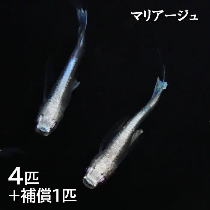 メダカ　マリアージュ　2ペア