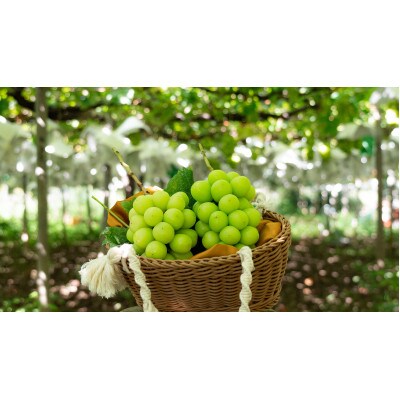 【2026年先行受付】農家直送のシャインマスカット1kg【配送不可地域：離島】【1330439】