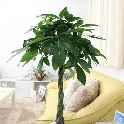 【観葉植物】パキラ 8号 ホワイト陶器鉢 G 高さ:約1m～1.3m内外(鉢底より)【観葉植物 インテリア 部屋 おしゃれ 福岡県 筑前町 送料無料 AG011】