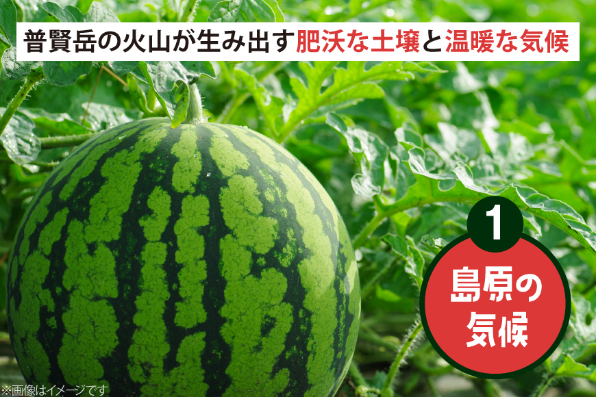 AJ698 【令和8年出荷分】 Farm honda 大玉スイカ 1玉 8kg以上 [ スイカ すいか 西瓜 大玉すいか 肥後浪漫 羅皇ザ・スイート 羅王 ラオウ らおう あまい 本多光則農園 ]_イ
