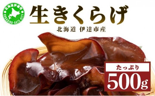 
            [5525-1107]湘南しいたけ 生 きくらげ 500g きくらげ 木耳 キクラゲ 生 ぷりぷり プリプリ こりこり コリコリ 栄養 ヘルシー ダイエット 中華  アレンジ スープ サラダ 新鮮 きのこ キノコ 弾力 みずみずしい 北海道 伊達市
          