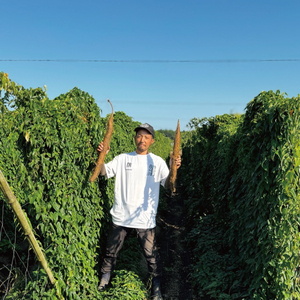 【数量限定】水戸の３年長芋（元気の源）【ながいも 山芋 やまいも 野菜 やさい ムカゴ とろろ 茨城県 水戸市】（HD-1）