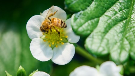 【 2026年1月上旬発送開始 】完熟！ やよいひめ 260g×2パック・とちおとめ 260g×2P 食べ比べ 国産 いちご イチゴ 苺 [BC008sa]