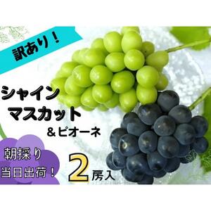 【2025年先行受付】訳あり岡山県産ぶどう詰合せ　1.2kg(シャインマスカット+ピオーネ)【配送不可地域：離島】【1633329】