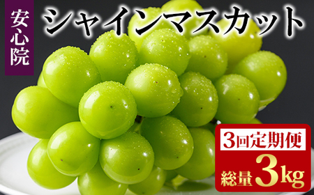 ＜定期便・全3回(連続)＞シャインマスカット(総量3kg・1kg×3回)フルーツ 果物 葡萄 ぶどう 安心院 人気 ランキング＜先行予約受付中！2025年8月下旬より順次発送予定＞＜北海道 沖縄 離島配送不可＞【206300100】【大分県農業協同組合 北部エリア】