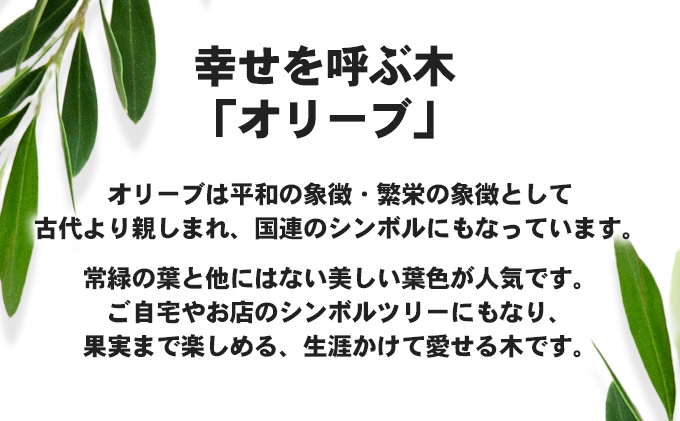 瀬戸内のオリーブ 苗木 1本 植物