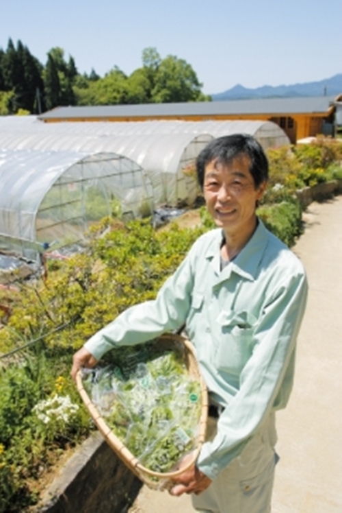 定期便 3回 大和当帰 入浴剤 計50包 （ 1袋 5包入り × 10個 ) ／ ウェルネスフーズUDA ふるさと納税 無添加 有機栽培 ハーブ バス用品 風呂 奈良県 宇陀市