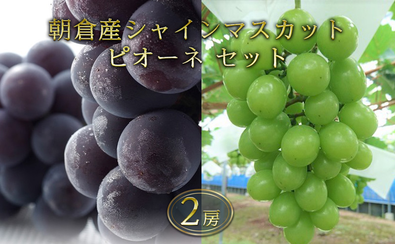 シャインマスカット ピオーネ セット 2房 化粧箱入り ブドウ 葡萄 デザート フルーツ 果物 (有)ティース 配送不可：離島 