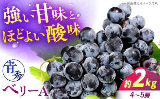 【2026年先行予約】＜9月上旬から順次発送＞ぶどう ベリーA 2kg（4から5房） 青秀 露地栽培 マスカット ブドウ 果物 くだもの フルーツ ぶどう 葡萄 甘い デザート ランキング おいしい ぎっしり 果肉 果汁 そのまま おやつ アレンジ シャーベット ジュース スムージー ワイン 子ども 大人 家庭用 贈答 プレゼント ギフト 産地直送 夏 秋 三次市/西田ぶどう園 [APCM012]