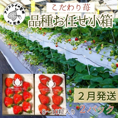 【2026年2月発送】こだわり苺　品種お任せ小箱 8粒～10粒×2パック【配送不可地域：離島】【1470627】