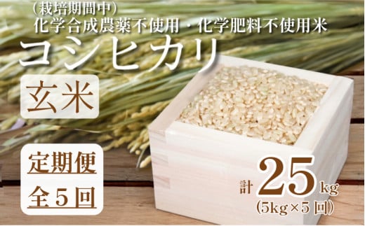 【令和7年産新米】　玄米 定期便 5回  米 コシヒカリ 計25kg 5kg × 5回 お米 おこめ こめ ごはん 国産 白飯 ご飯 TKG 卵かけご飯 おにぎり おむすび 新生活 ふるさと ランキング 栄養 健康 安全 化学合成農薬不使用 いのち育む田んぼ米 生物多様性 送料無料 【北海道･東北･沖縄･離島への配送不可】 徳島県 小松島市