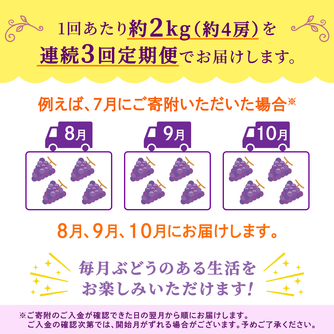 【定期便】3か月連続でお届け！ピオーネ 約2kg （約4房）【2026年8月より発送開始】（茨城県共通返礼品 [ぶどう]：結城市産） ぶどう ブドウ 葡萄 ピオーネ高級 国産 黒ぶどう 旬 お取り寄せ