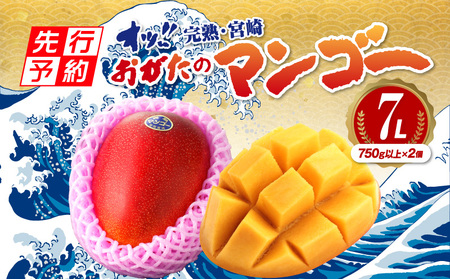【先行予約・数量限定】おがたのマンゴー　完熟宮崎マンゴー　1.5kg以上保証　7Lサイズ（750g以上）×2個セット 完熟 果物 ギフト