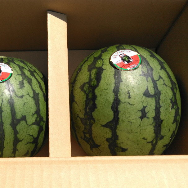【ふるさと納税】小玉すいか 2玉 約1.5kg×2玉 合計約3kg 品種おまかせ ランダム すいか 西瓜 フルーツ 果物 益城すいか 熊本県産 益城町産 九州産 送料無料【2025年5月下旬～6月上旬に順次発送予定】