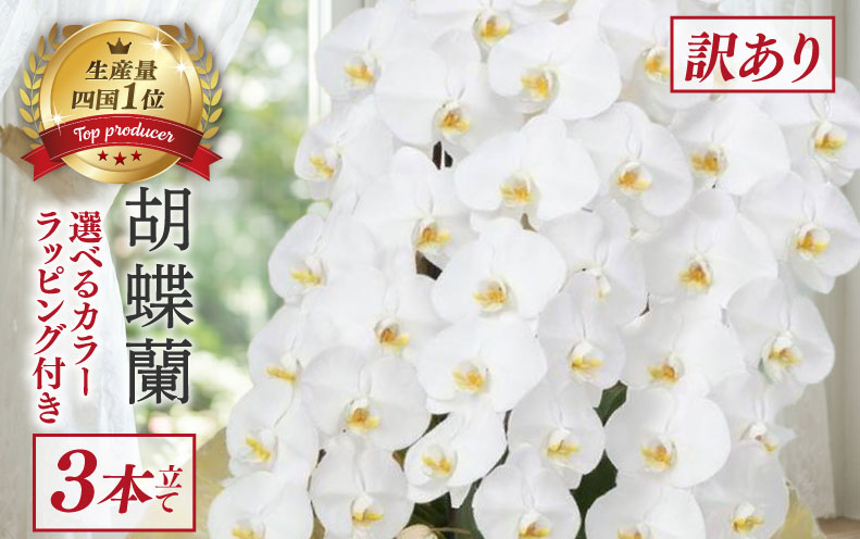 【訳あり】 指定日配達 胡蝶蘭 3本立て 白 スタンダード 花 はな お花 日付指定 記念日 お祝い プレゼント ギフト 贈答 贈り物 ラッピング 鉢花 鉢植え 洋蘭 洋ラン 冠婚葬祭 蘭 らん 新築祝い 豪華 華 華やか 敬老 誕生日 人気 ランキング おいわい 開店祝い 開業祝い こちょうらん きねんび 四国 生産数 1位 いちい ふるさと納税 大輪 産地直送 高知