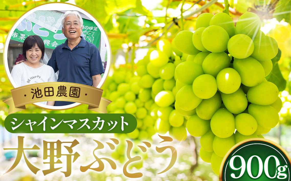 
            No.251 【10セット限定】池田農園の大野ぶどう（シャインマスカット）約900g ／ 葡萄 ブドウ 高糖度 大阪府 特産品
          
