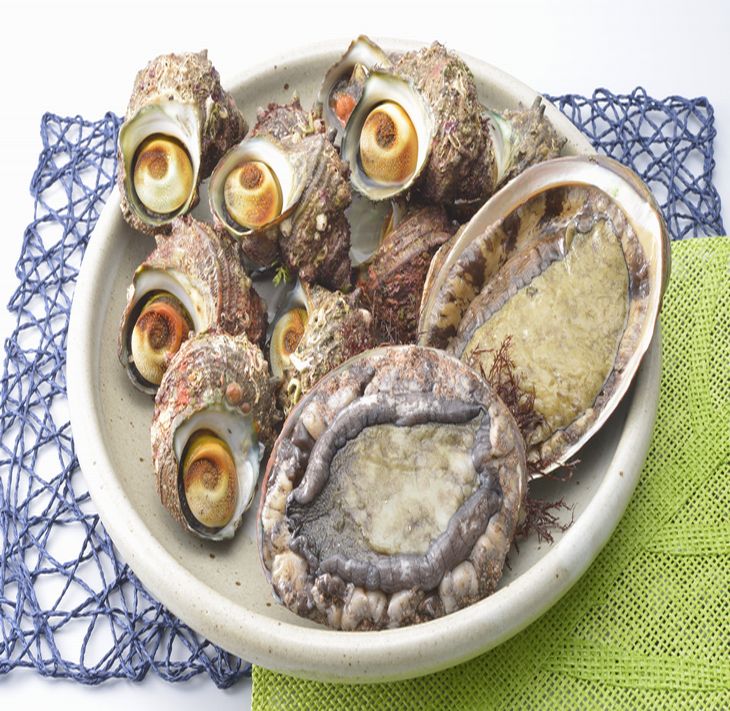 魚介類 /能登　朝どれアワビ・サザエセット（大アワビ2ヶ/サザエ10ヶ） 刺身 つぼ焼き 貝 ※季節商品 ※2025年6月上旬～8月下旬頃に順次発送予定